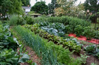 Йод в огороде: подкормка растений, борьба с вредителями и болезнями
