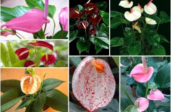 Десять комнатных растений, которые принесут любовь в дом