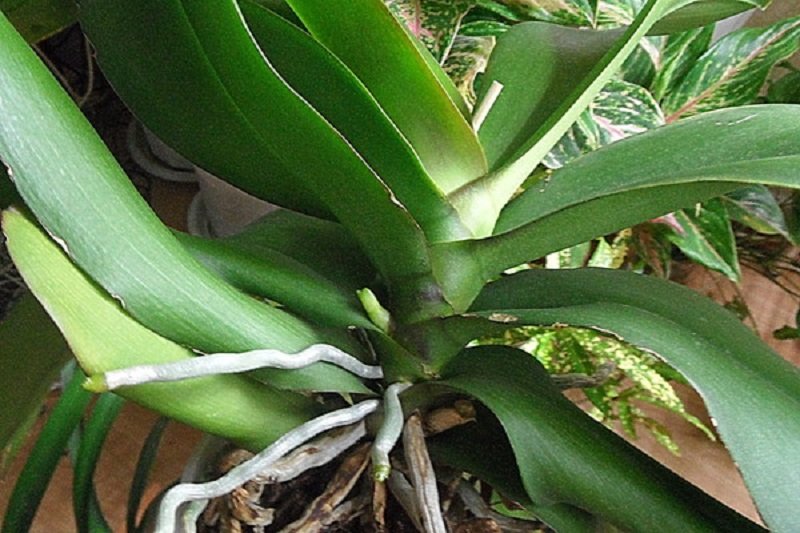 Всё, что нужно знать о цветении орхидей… Секреты правильного ухода!