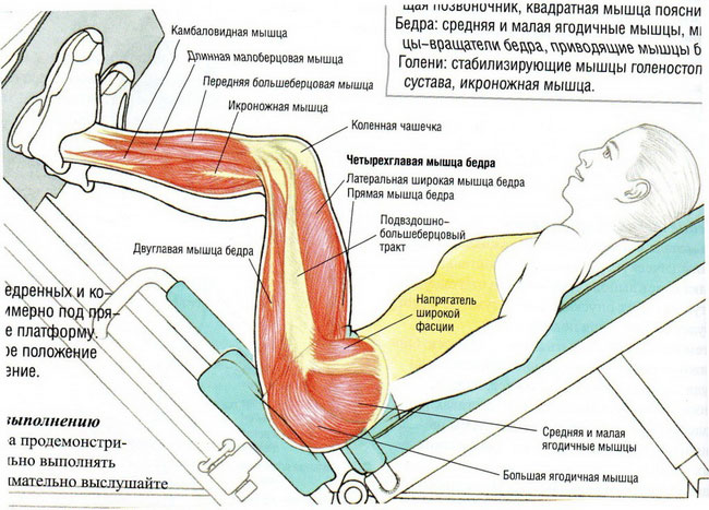 Как накачать бразильские ягодицы