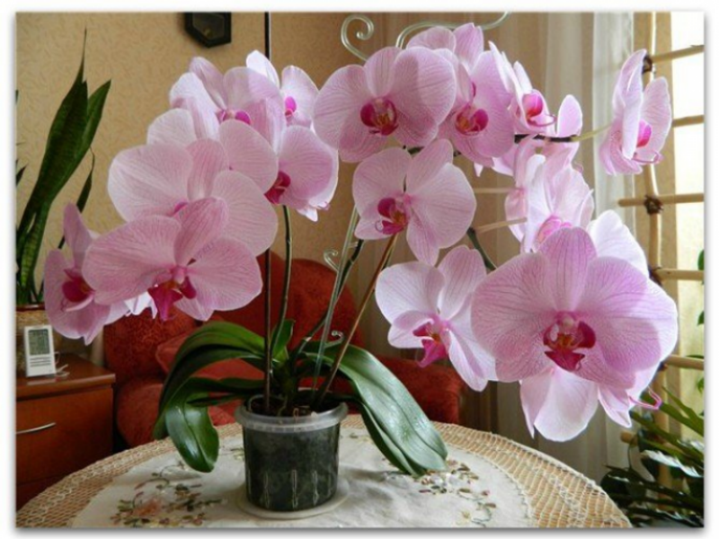 Что делать, если орхидея не цветет. Советы опытных цветоводов
