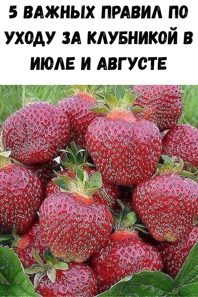 5 ВАЖНЫХ ПРАВИЛ ПО УХОДУ ЗА КЛУБНИКОЙ В ИЮЛЕ И АВГУСТЕ