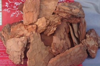Кора сосны поможет долго не стареть