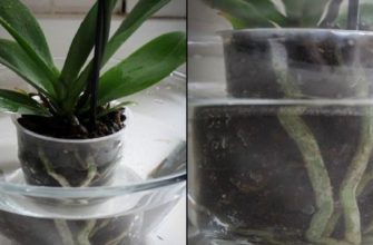 Это средство заставит вашу орхидею цвести через несколько дней. Удобрение, которое действительно работает!