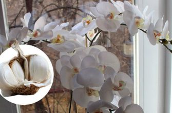 Как быстро отрастить ногти, которые никогда не сломаются: поможет простое средство из 4 компонентов!