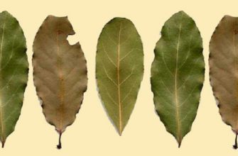 Она разложила сухие листья по всем углам дома. Узнав причину, я сразу сделал то же самое