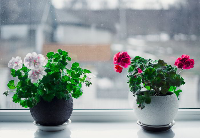 Перекись водорода для комнатных цветов-бальзам в зимнее время!