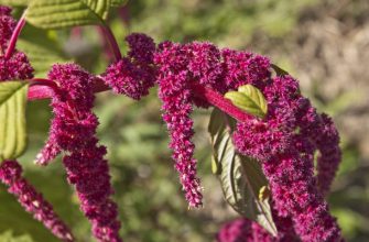 Амарант — настоящий хлеб славян! Вот почему Петр I жестоко запретил выращивать амарант.
