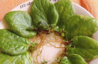 Размножение фиалок листовыми черенками