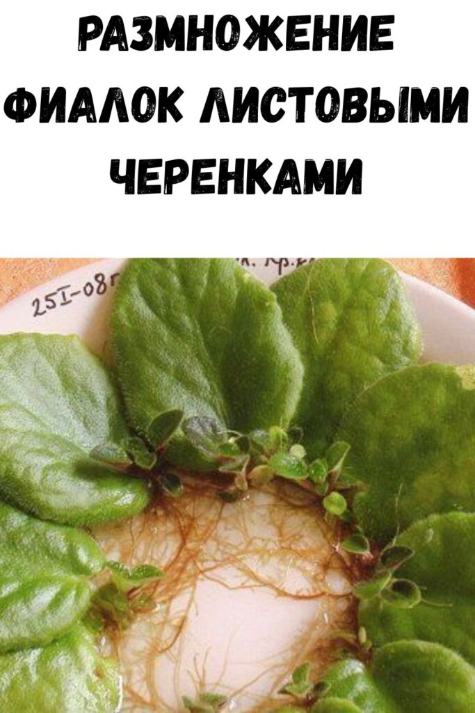 Размножение фиалок листовыми черенками