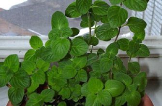 Как вырастить дома мяту на подоконнике