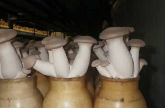 Белые грибы растут прямо на подоконнике! Захотел — добавил в суп, захотел — в картошку!