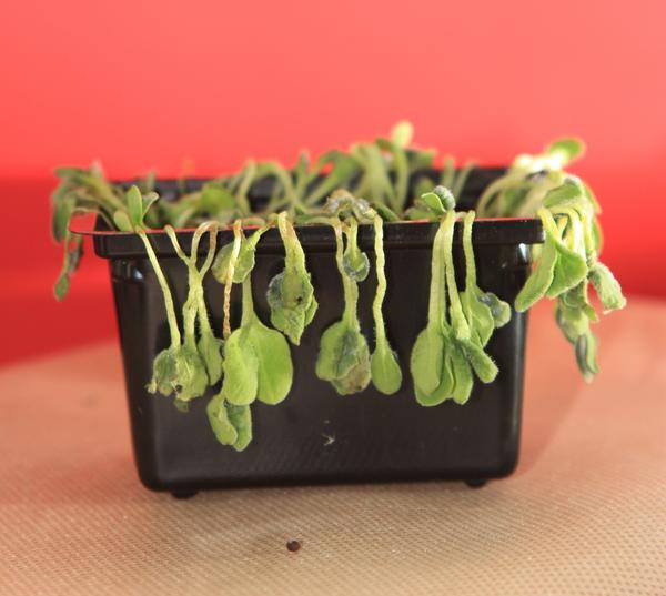 Как легко и быстро вырастить кресс-салат на подоконнике