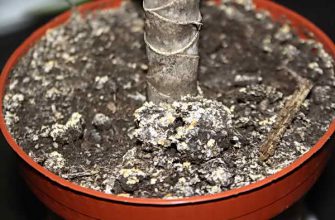 ВОТ КАК УБРАТЬ И ПРЕДОТВРАТИТЬ ПЛЕСЕНЬ НА КОМНАТНЫХ РАСТЕНИЯХ