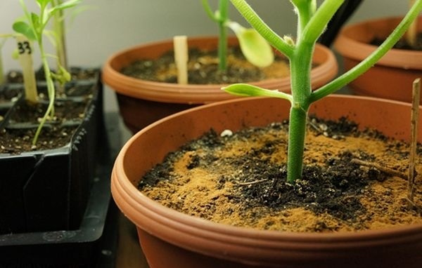 Корица — отличное удобрение и стимулятор роста многих растений