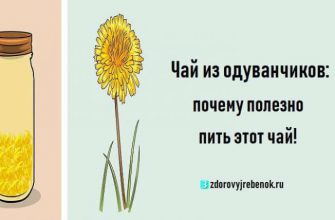 Чай из одуванчиков: почему полезно пить этот чай!