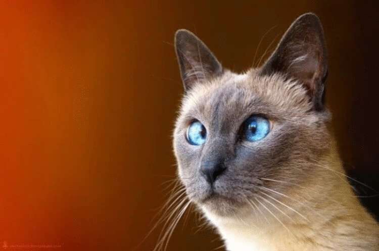 20 фактов о кошачьих, которые вы 100% не знали
