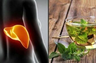 Перечная мята – эффективная трава для очищения печени