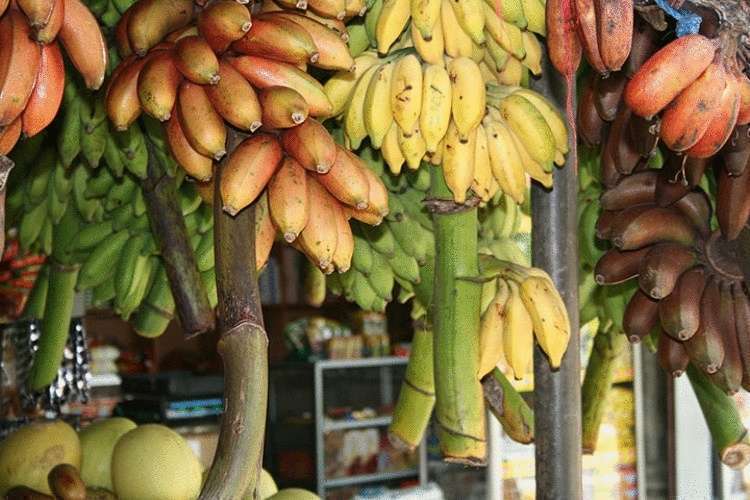 Почему банан считается одним из самых грязных фруктов в мире…
