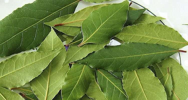 Полезные свойства лавровых листьев