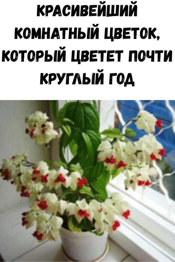 Красивейший комнатный цветок, который цветет почти круглый год