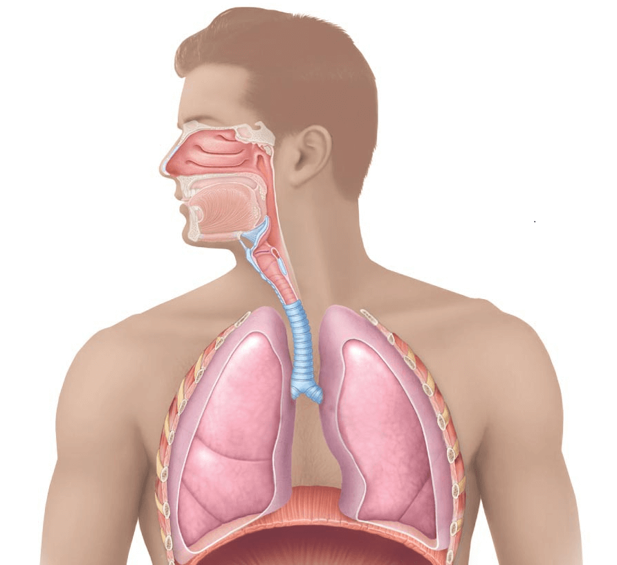 Дыхательные пути человека начинаются. Дыхательная система. Органы дыхания. Система дыхания человека. Дыхательные органы человека.