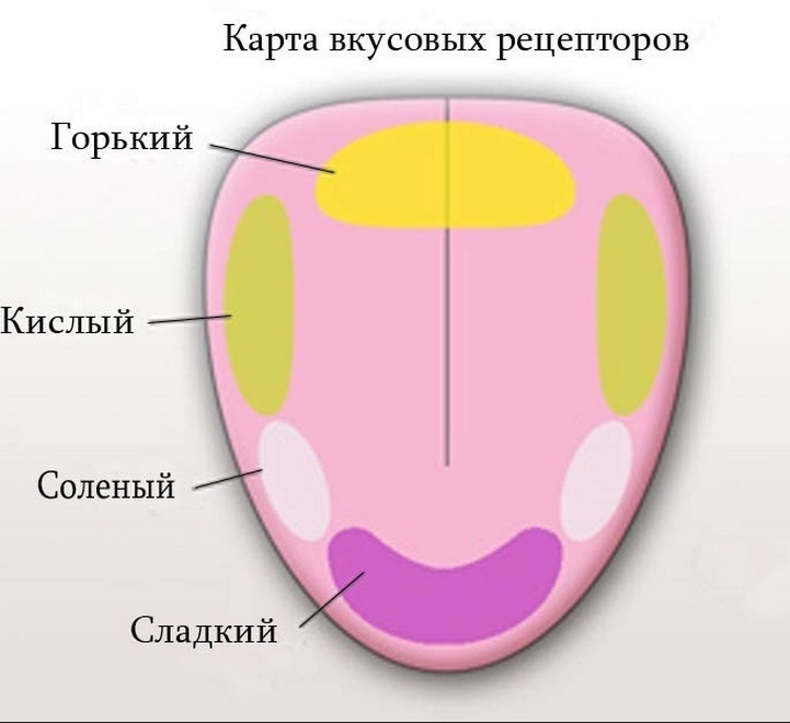 Рецепторы языка человека схема с описанием