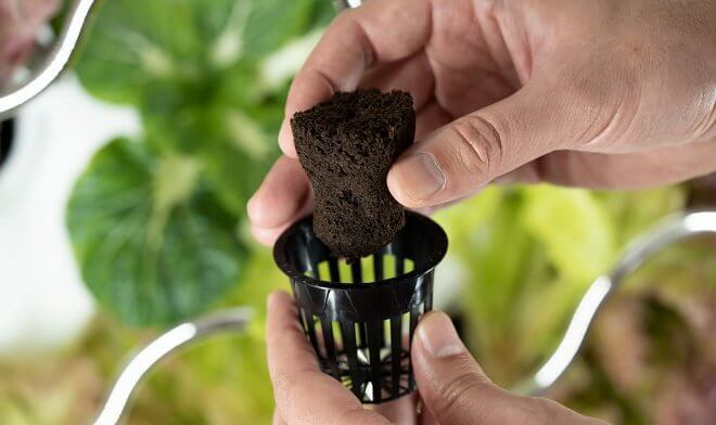 Домашний гидропонный сад iHarvest ускоряет рост овощей в два раза