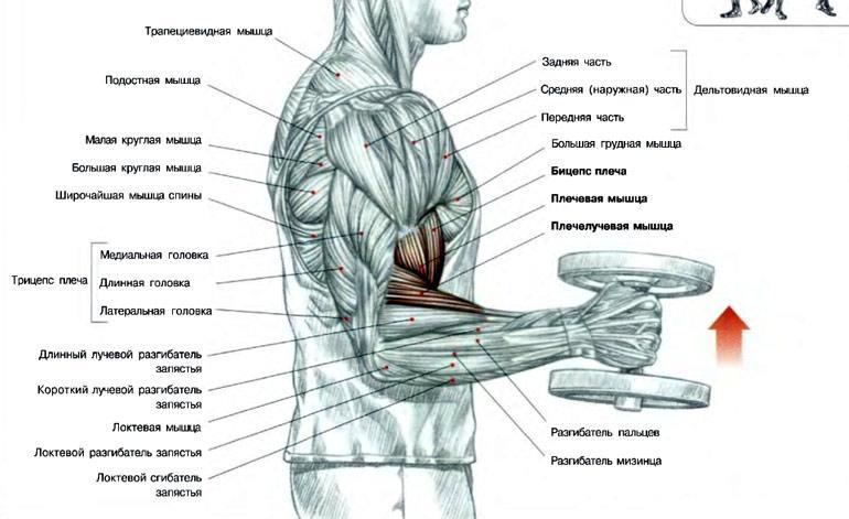 Упражнения на бицепс с гантелями для мужчин